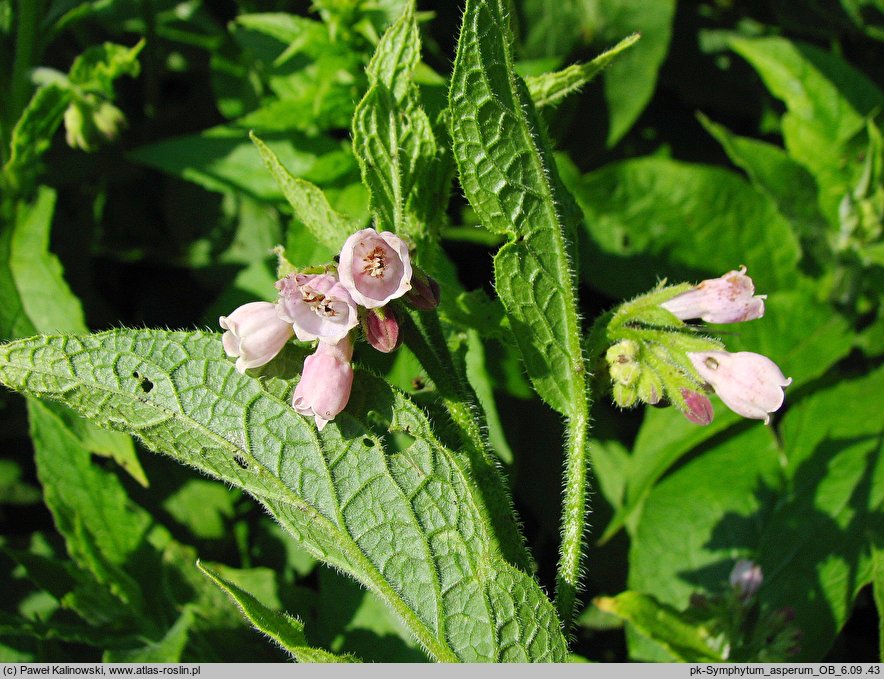 Symphytum asperum (żywokost szorstki)