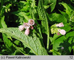 Symphytum asperum (żywokost szorstki)