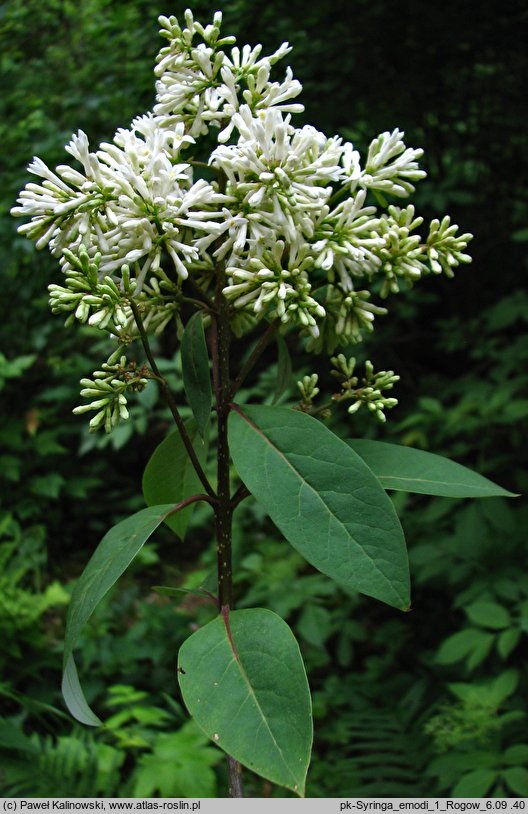 Syringa emodi (lilak himalajski)