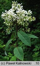 Syringa emodi (lilak himalajski)