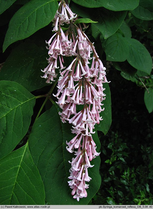 Syringa komarowii (lilak zwisłokwiatowy)