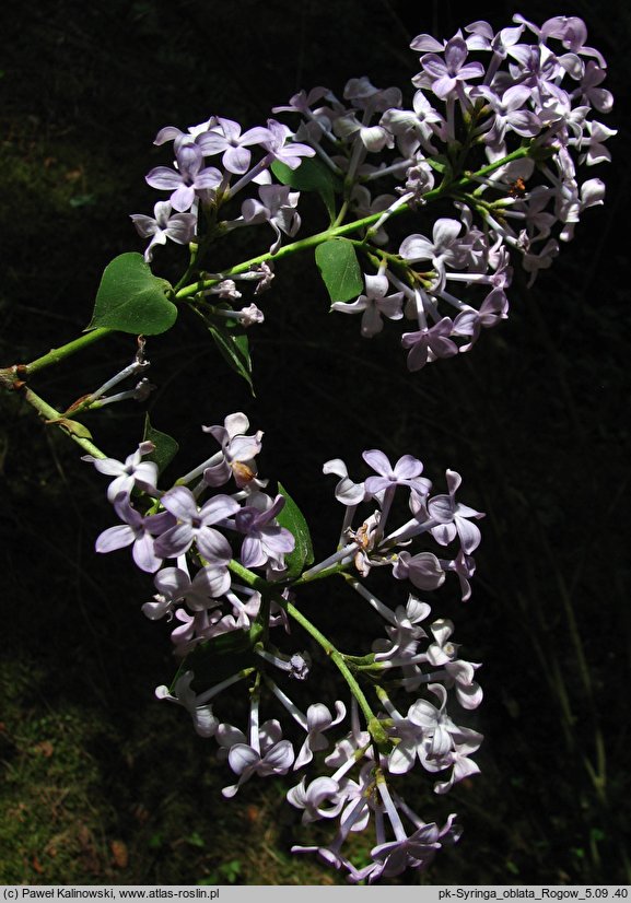 Syringa oblata (lilak wczesny)