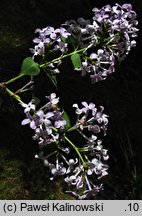 Syringa oblata (lilak wczesny)