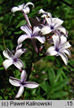 Syringa pinnatifolia (lilak pierzasty)