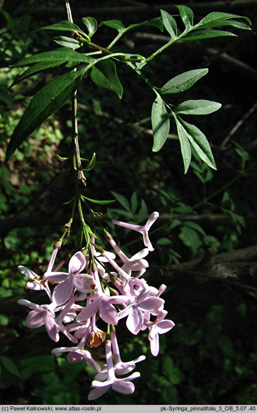 Syringa pinnatifolia (lilak pierzasty)