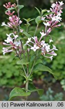 Syringa microphylla (lilak drobnolistny)