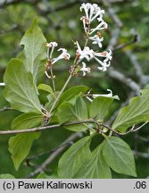 Syringa microphylla (lilak drobnolistny)