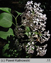 Syringa pubescens (lilak omszony)