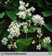 Syringa reticulata ssp. reticulata (lilak japoński)