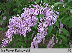 Syringa tomentella (lilak aksamitny)