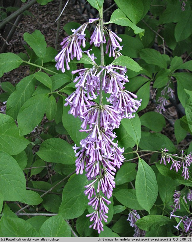 Syringa tomentella (lilak aksamitny)