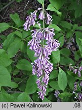 Syringa tomentella (lilak aksamitny)