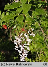 Syringa tomentella (lilak aksamitny)