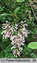 Syringa tomentella (lilak aksamitny)