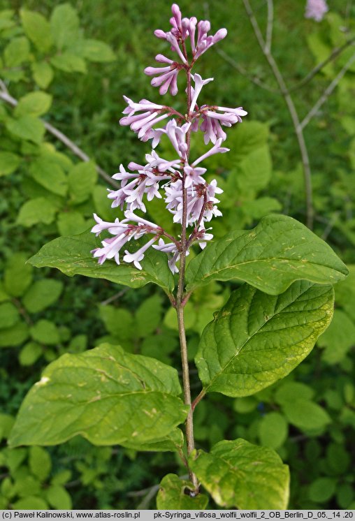 Syringa villosa (lilak kosmaty)