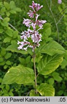 Syringa villosa (lilak kosmaty)