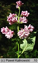 Syringa villosa (lilak kosmaty)