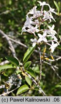 Syringa persica (lilak perski)