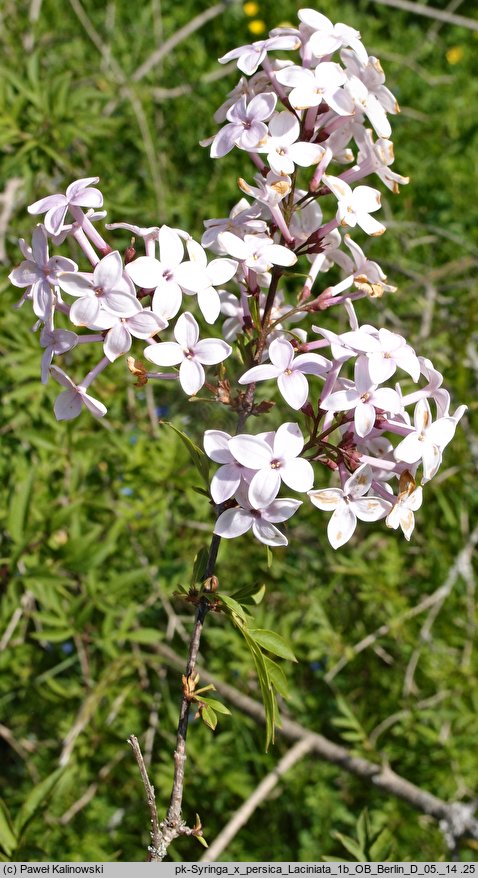 Syringa persica Laciniata