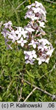 Syringa persica Laciniata