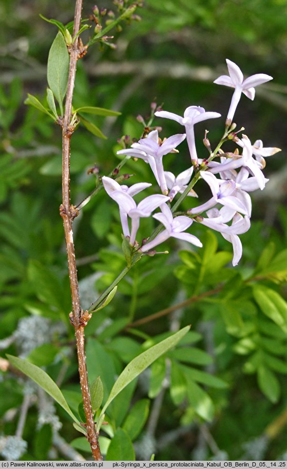 Syringa persica Kabul