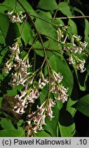 Syringa ×prestoniae (lilak ottawski)