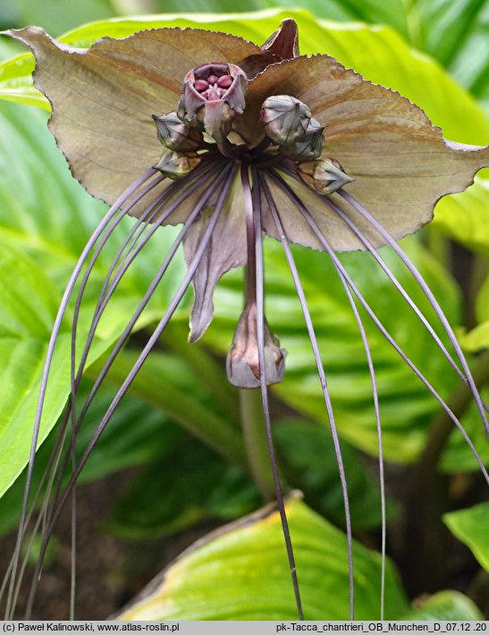 Tacca chantrieri (krąpiel)