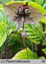 Tacca chantrieri (krąpiel)