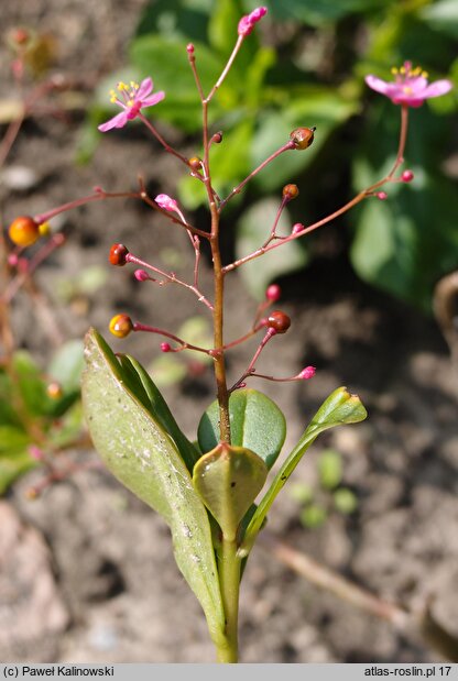 Talinum paniculatum