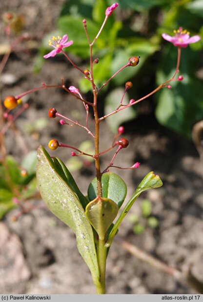 Talinum paniculatum