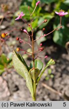 Talinum paniculatum