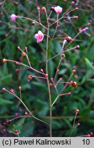 Talinum paniculatum