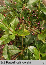 Talinum paniculatum