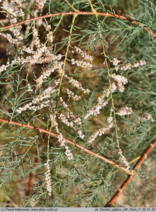 Tamarix gallica (tamaryszek francuski)