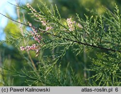 Tamarix ramosissima (tamaryszek rozgałęziony)