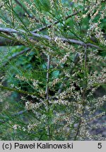 Tamarix ramosissima (tamaryszek rozgałęziony)