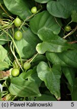 Dioscorea communis