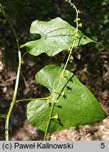 Dioscorea communis