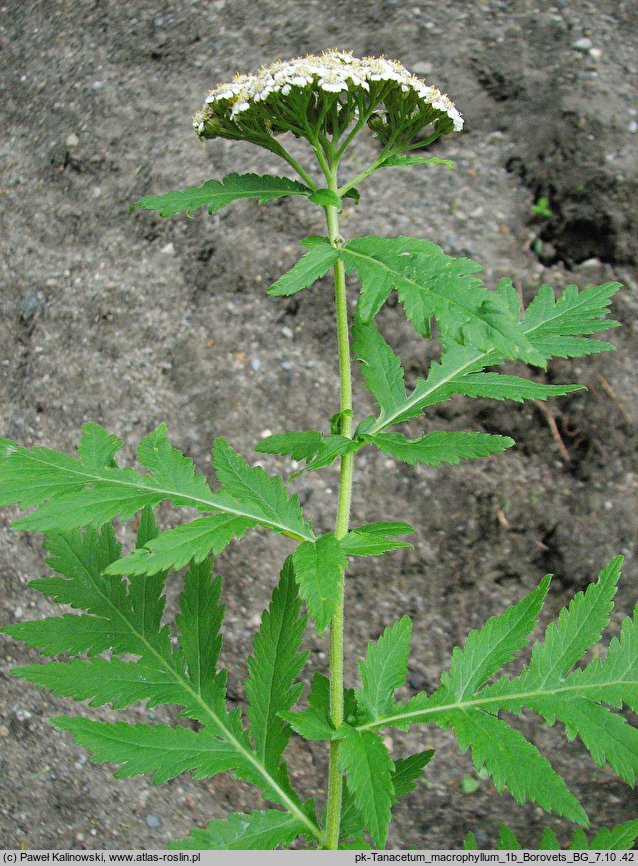 Tanacetum macrophyllum (wrotycz wielkolistny)