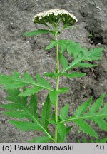 Tanacetum macrophyllum (wrotycz wielkolistny)