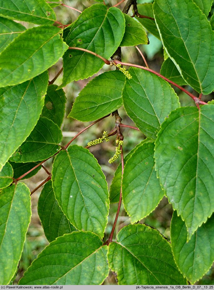 Tapiscia sinensis