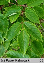 Tapiscia sinensis