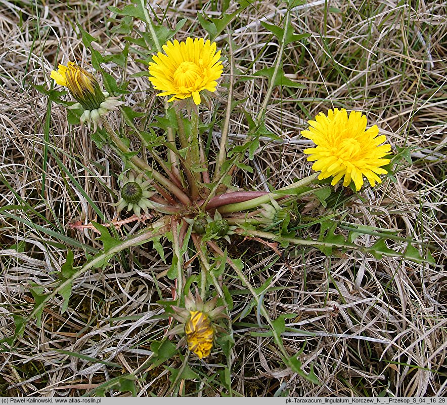 Taraxacum lingulatum (mniszek języczkowaty)