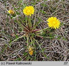 Taraxacum lingulatum (mniszek języczkowaty)