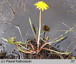 Taraxacum paucilobum (mniszek skąpoklapowy)