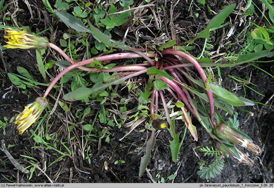 Taraxacum paucilobum (mniszek skąpoklapowy)