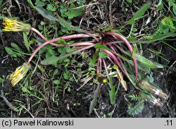 Taraxacum paucilobum (mniszek skąpoklapowy)