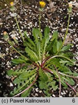 Taraxacum pieninicum (mniszek pieniński)