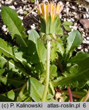 Taraxacum pieninicum (mniszek pieniński)