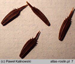 Taraxacum pieninicum (mniszek pieniński)